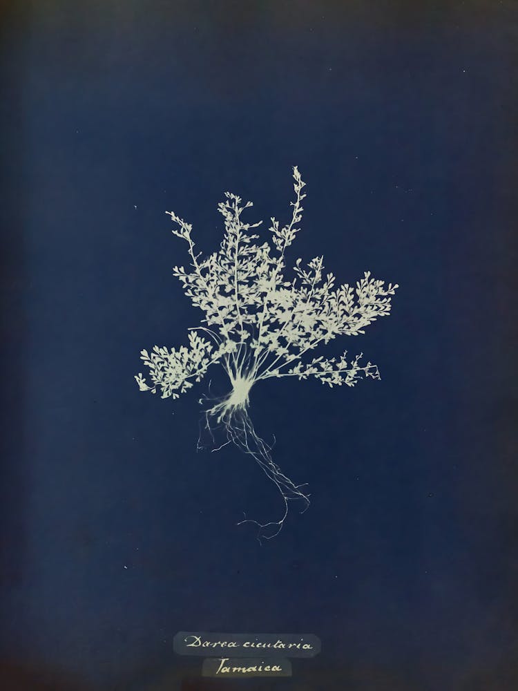 Sassafras
