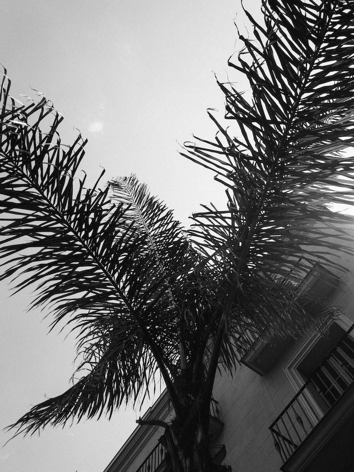 Palms Barcelone Streets
