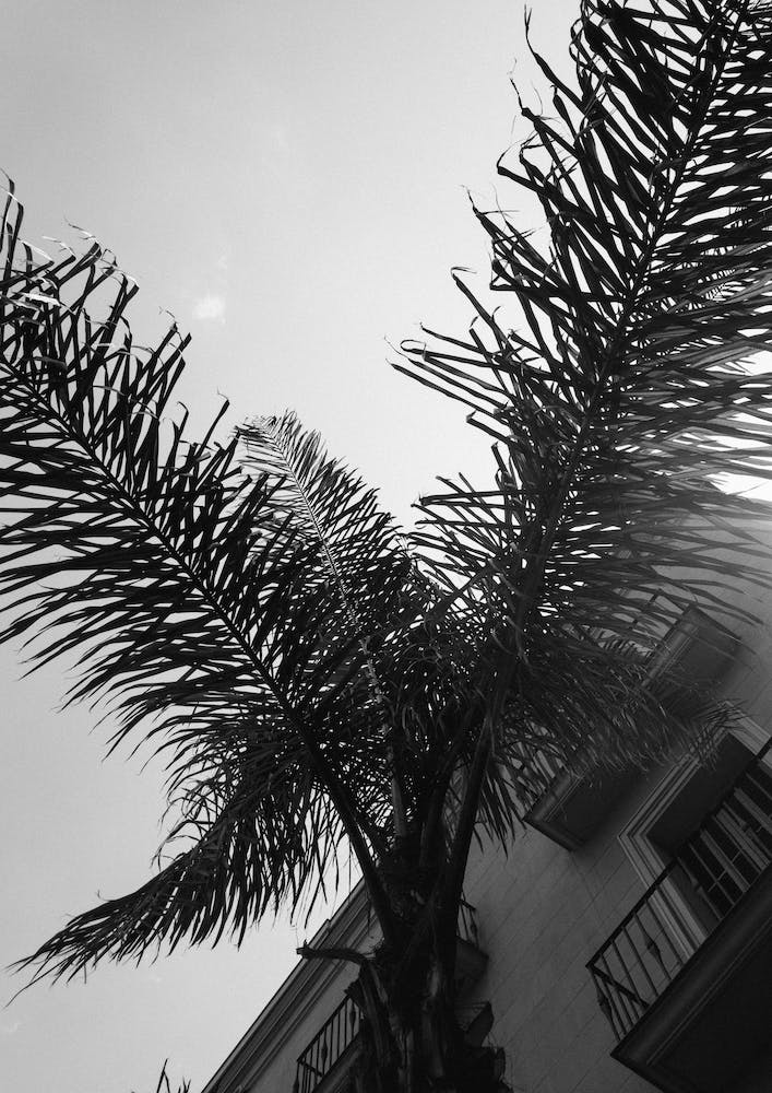 Palms Barcelone Streets