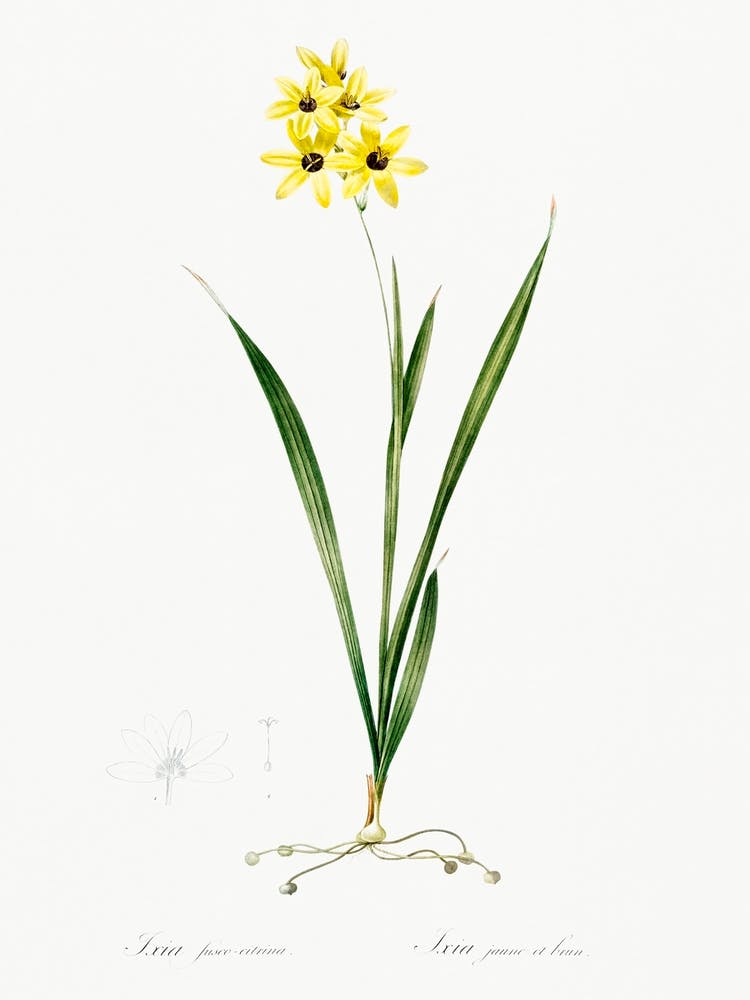 Ixia Fusco Citrina Illustration From Les Liliacées (1805), Pierre Joseph Redoute