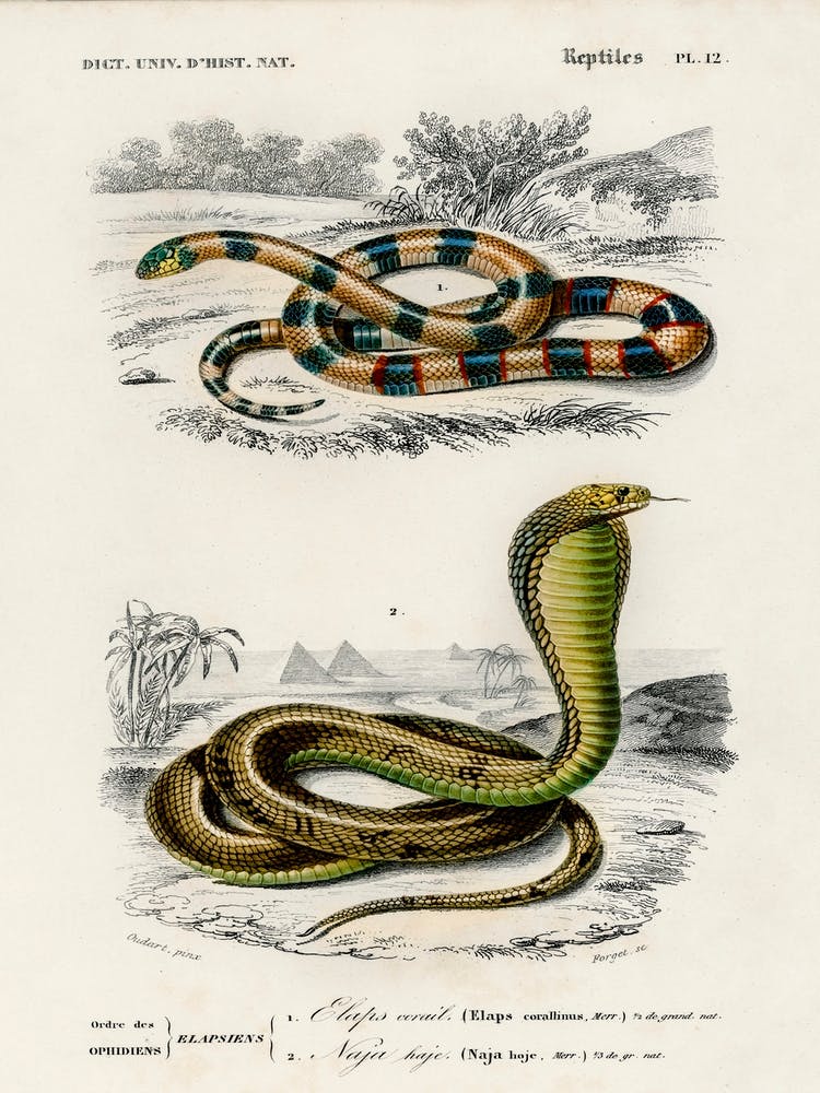 Coral Snake (Elaps Corallinus) And Egyptian Cobra (Naja Hoje), Charles Dessalines D'Orbigny