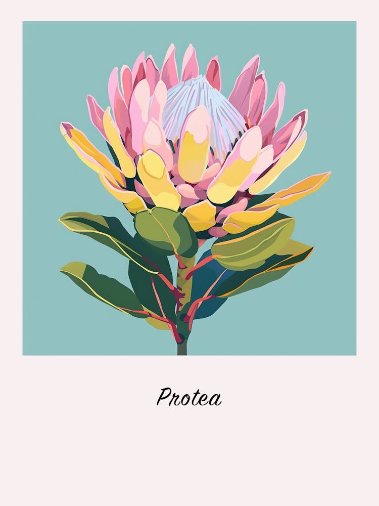 Protea 2 Affiche d'illustration florale carrée