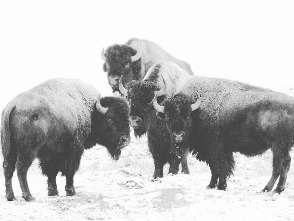 Gruppe von Bisons