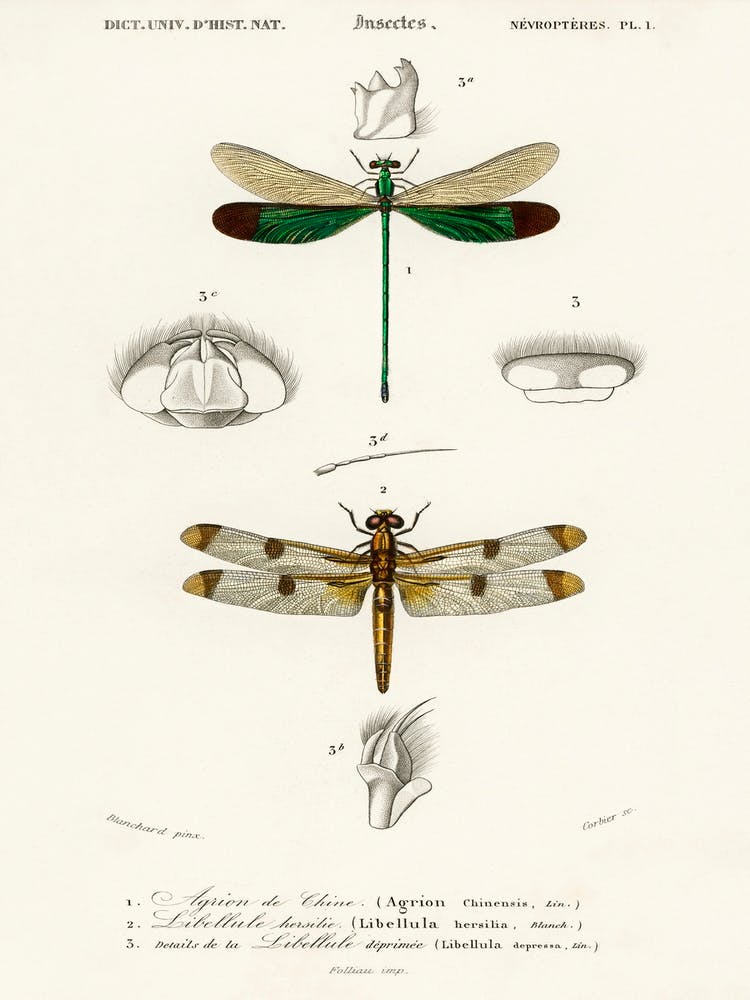 Different Types Of Dragonflies, Charles Dessalines D'Orbigny