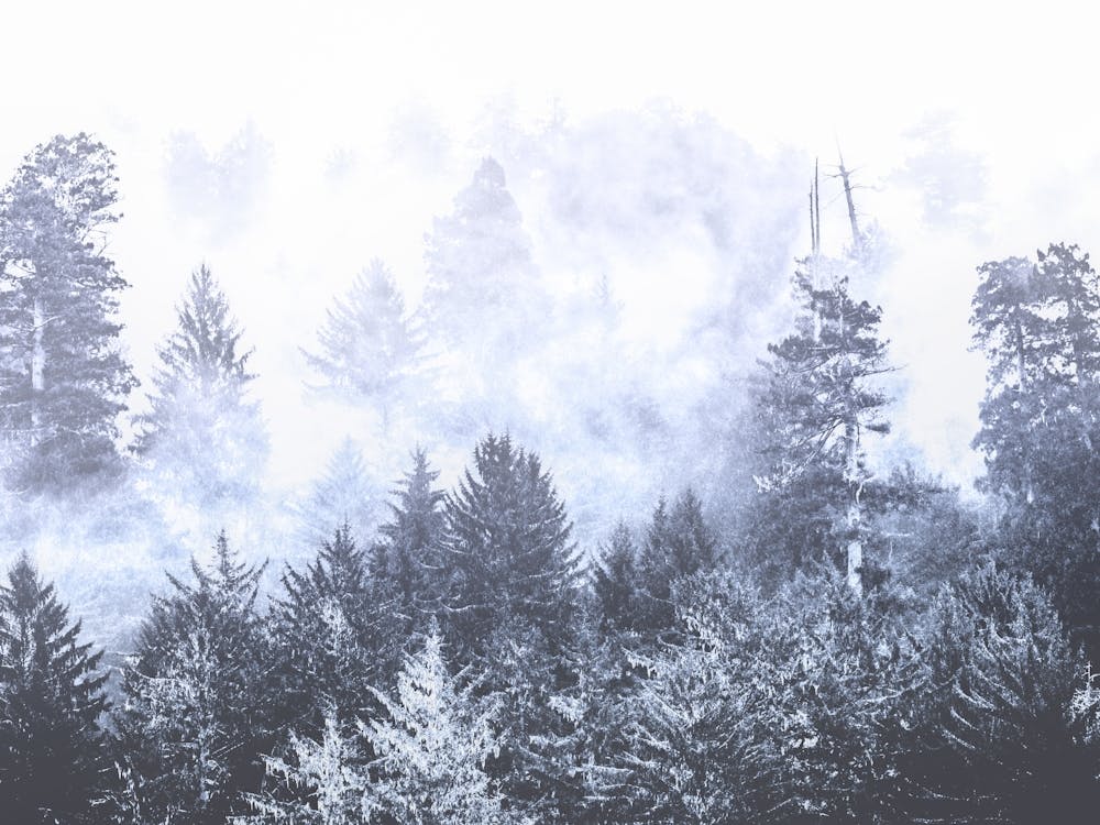 Forêt de séquoias dans le brouillard bleu - Photo de parc national