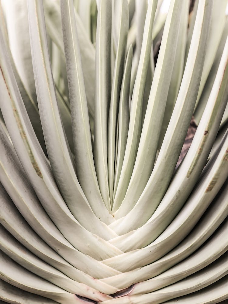 Blink Cactus