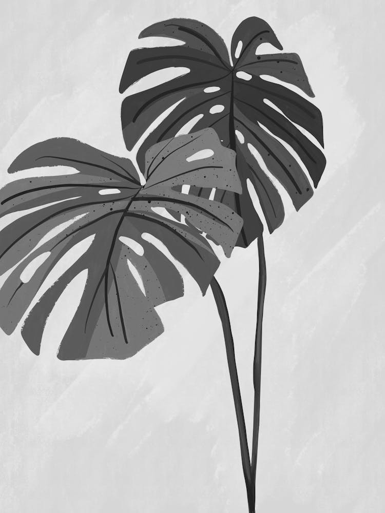 Monstera Leaves 2