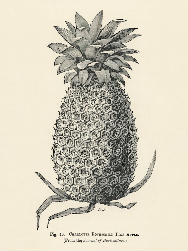 Vintage Illustration Of Charlotte Rothschild Pineapple, John Wright