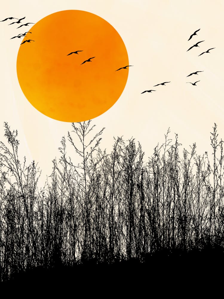 Flock of Birds Sun Tree Silhouette