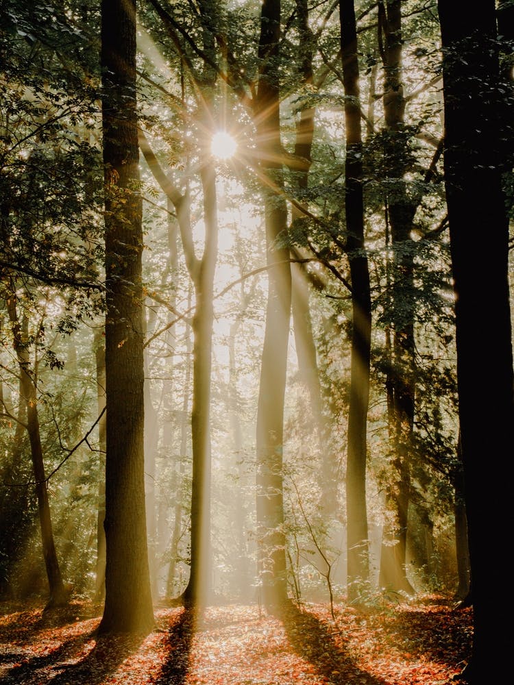 Morning Sunbeams in The Forest