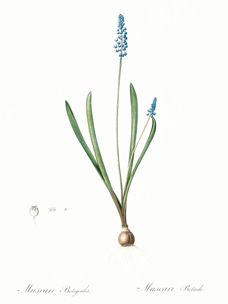Grape Hyacinth Illustration From Les Liliacées (1805), Pierre Joseph Redoute
