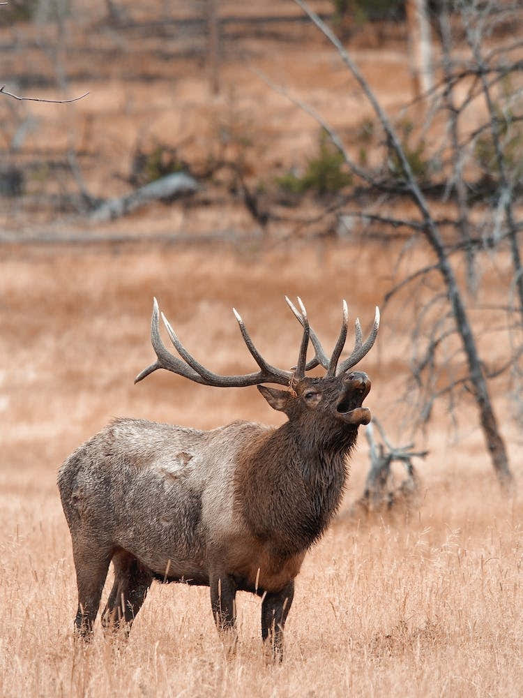 Elk Bugling In Meadow