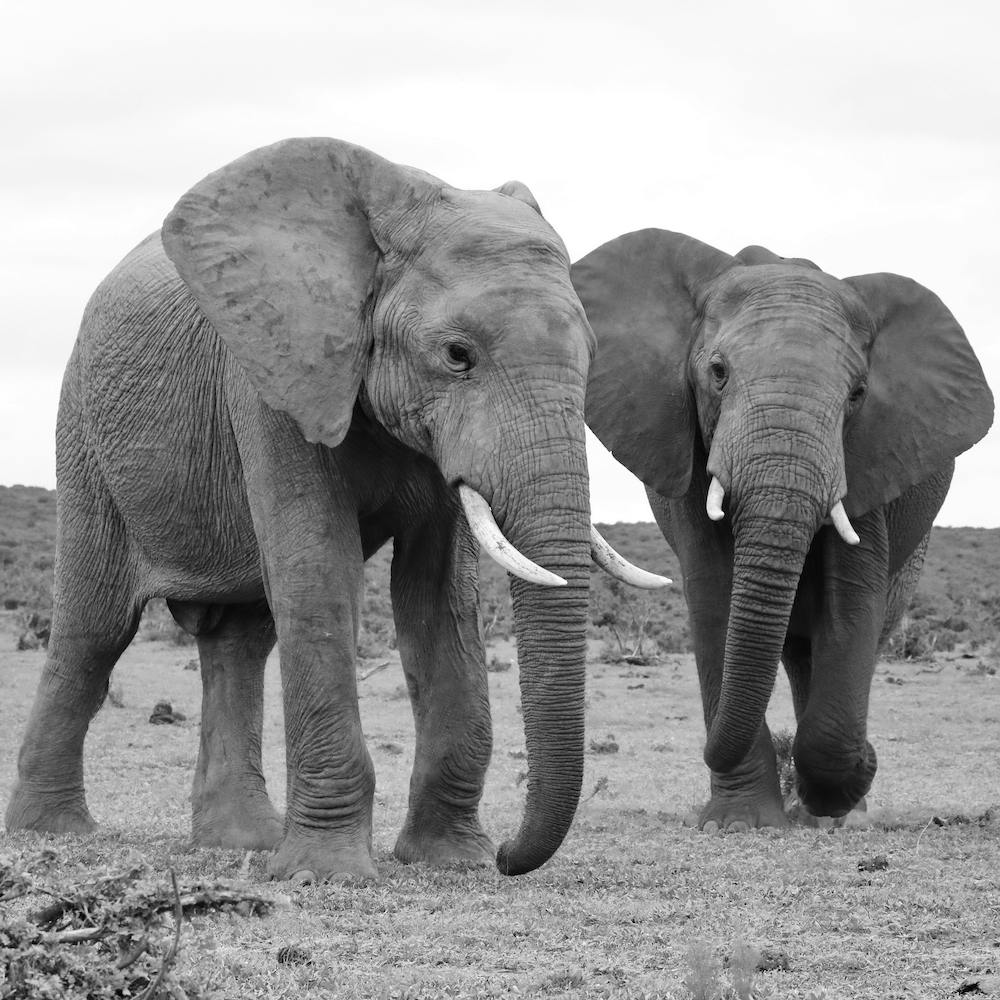 Elephants