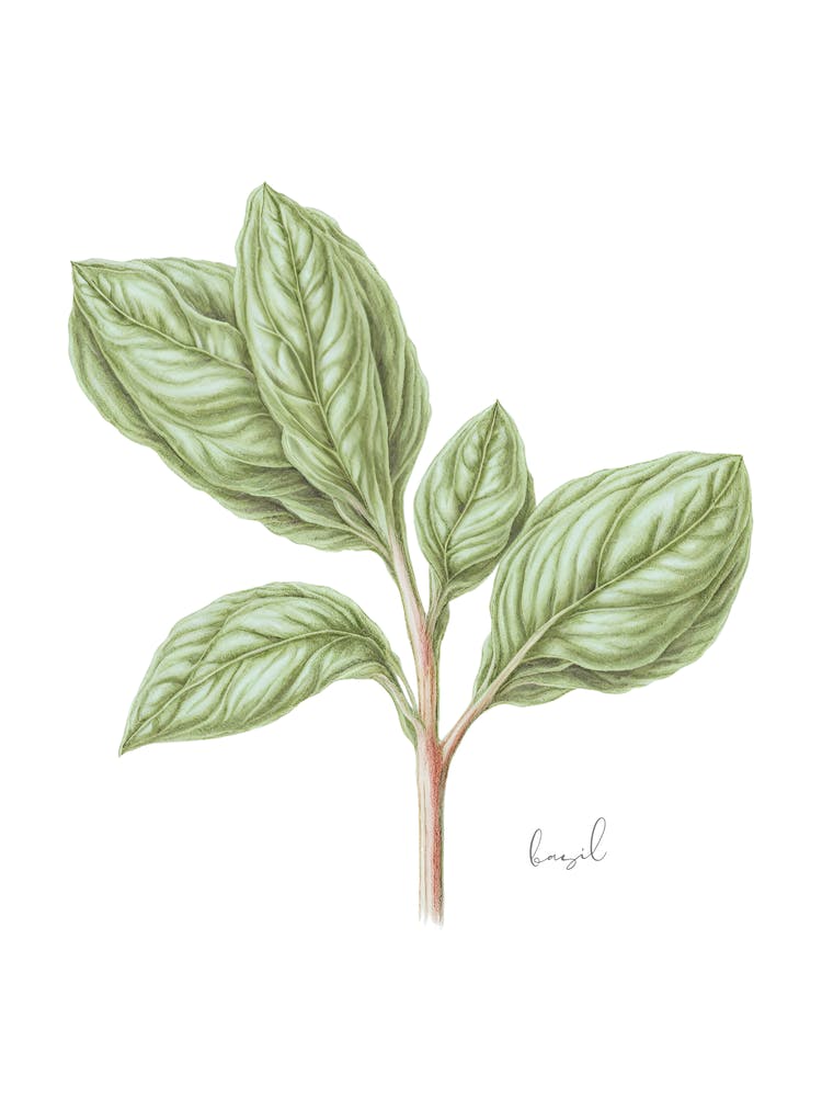 Brin de Basilic - Impression Murale Botanique | Collection Florale