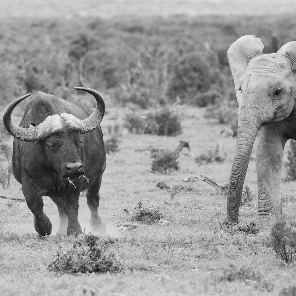 Elephant And Buffalo