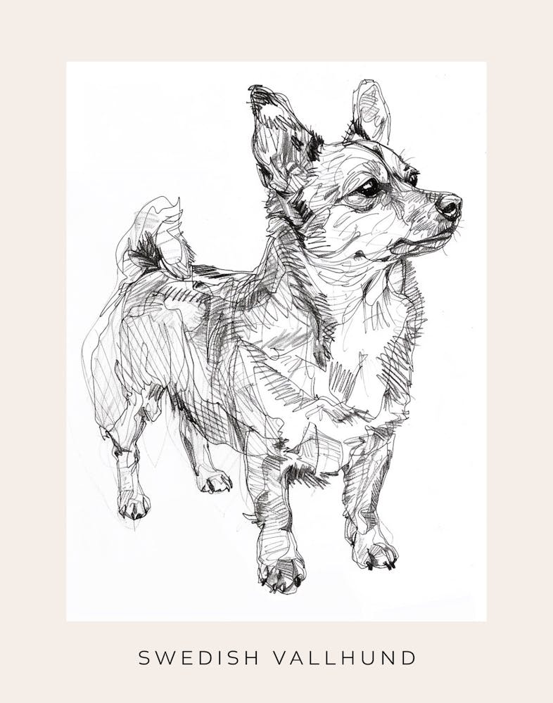 Swedish Vallhund Dog Line Sketch 1 Poster