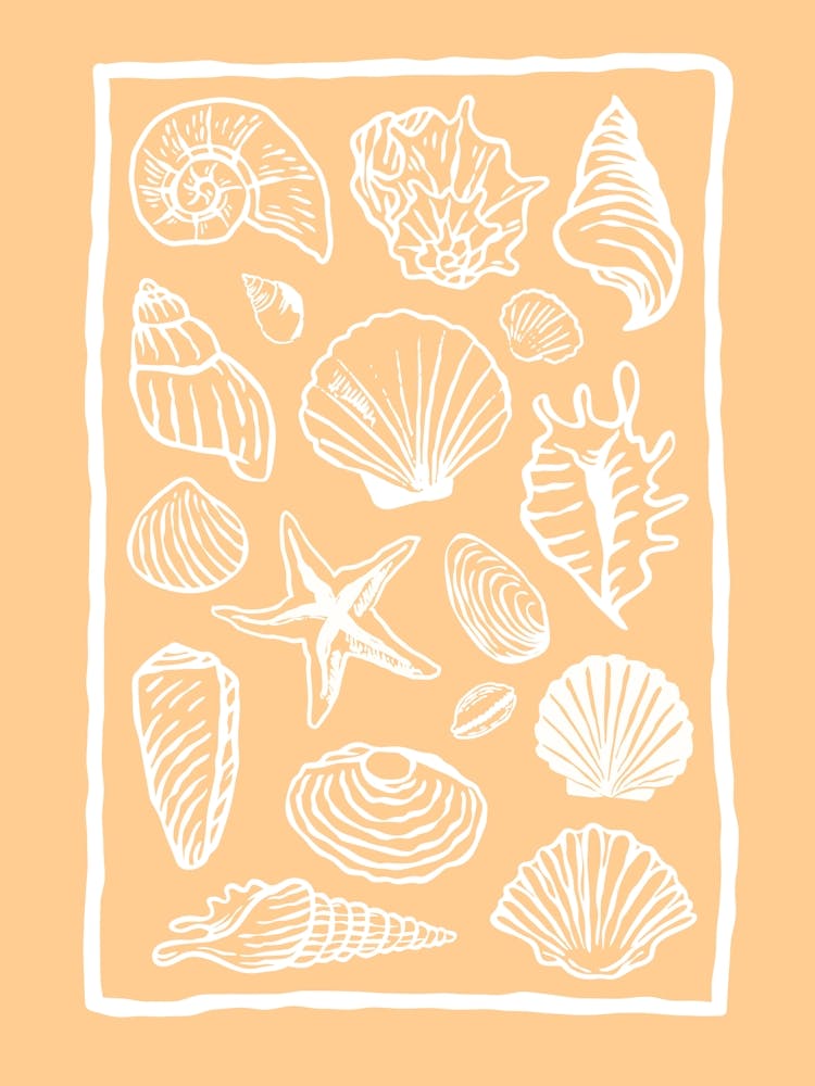 Seashells Orange