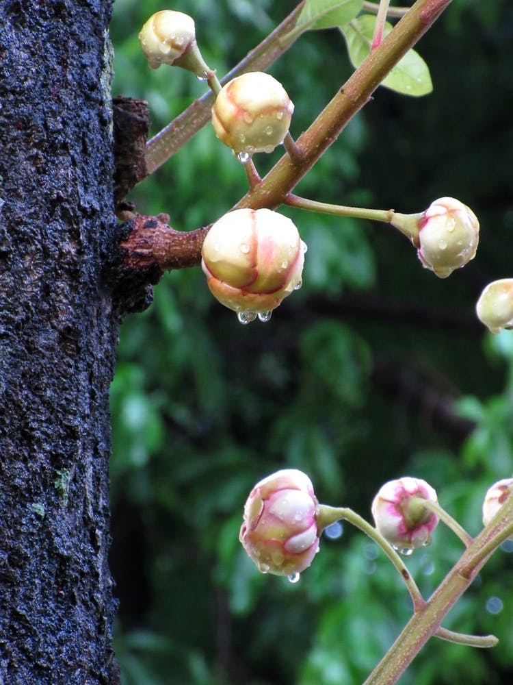 Flower Buds On A Tree