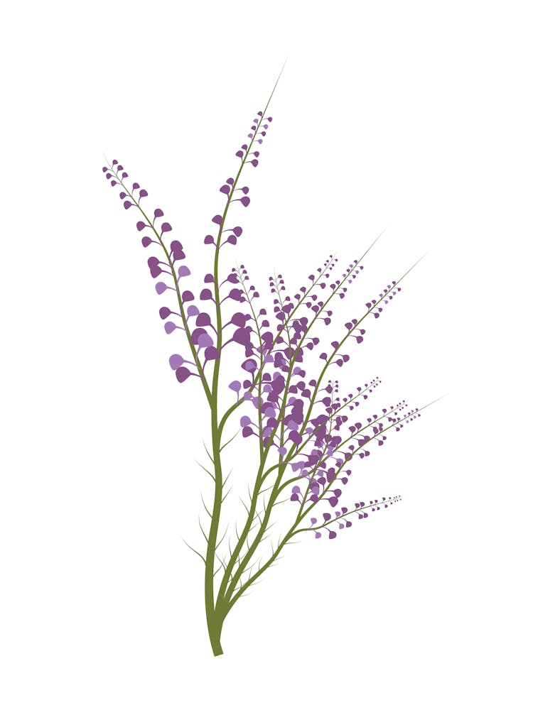 Lily Of The Valley 1