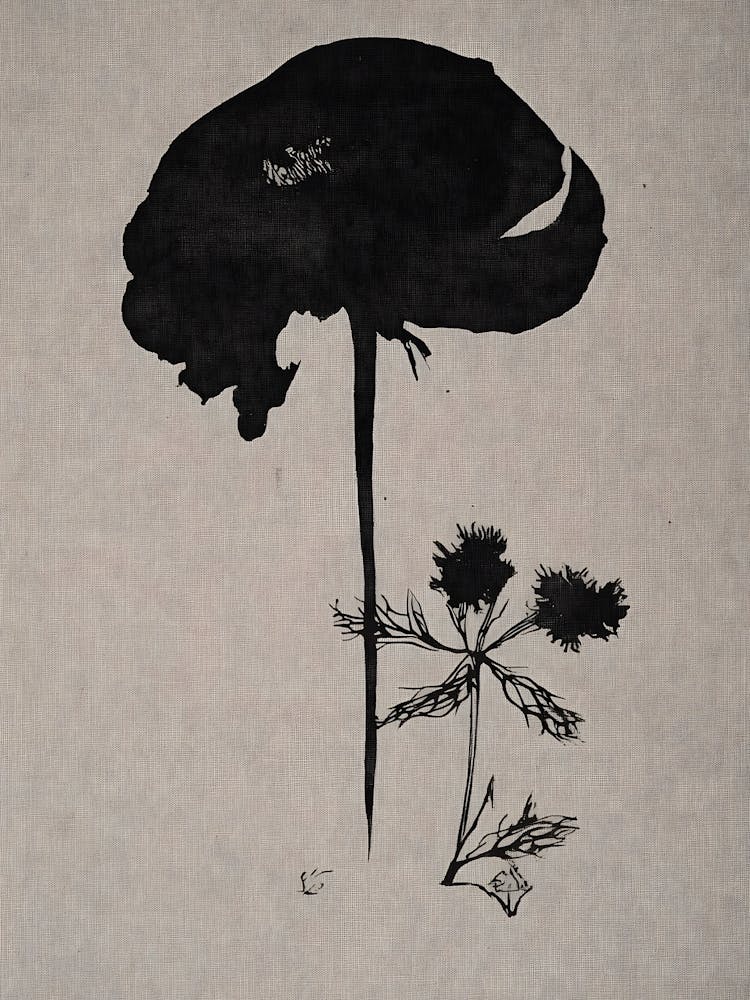 Coquelicot Noir