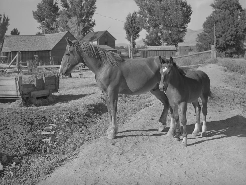 Poulains De Fsa (Farm Security Administration) Étalon Coopératif, Box Elder County, Utah Par Russell Le