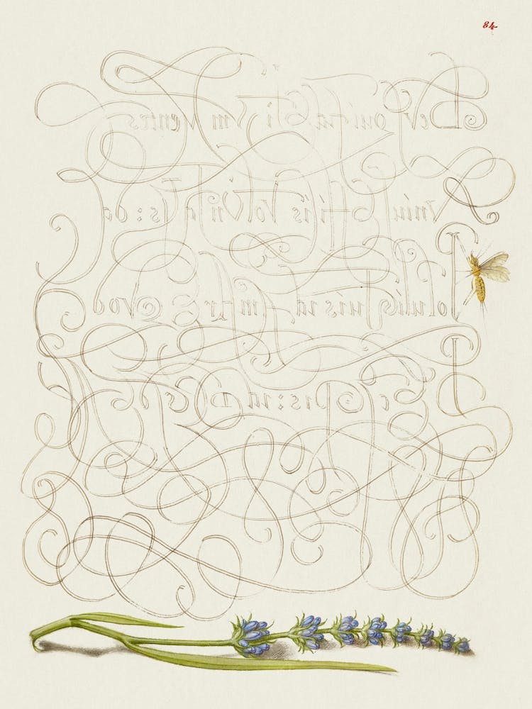 Insect And Hyssop From Mira Calligraphiae Monumenta, Joris Hoefnagel