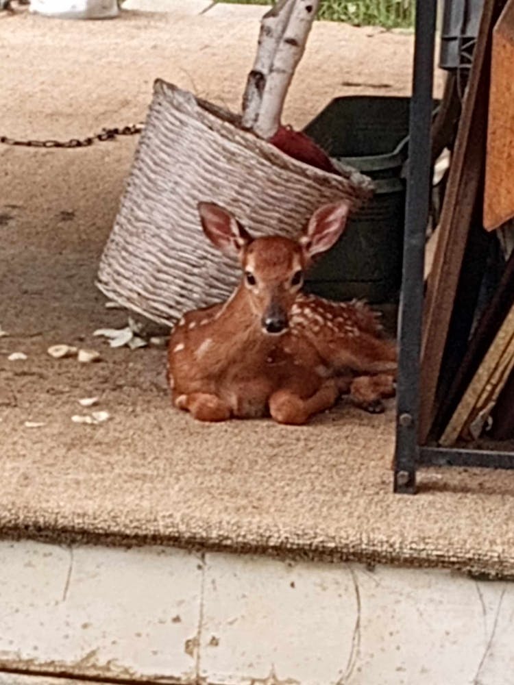 Baby fawn