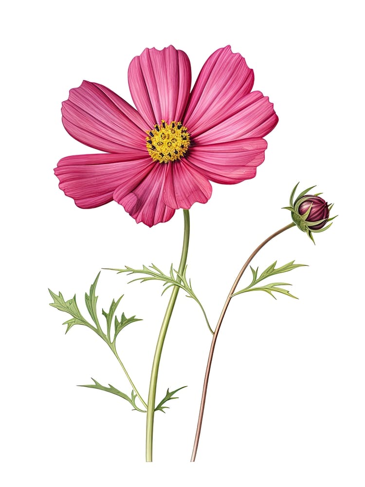 Cosmos Flower Vintage Botanical 2