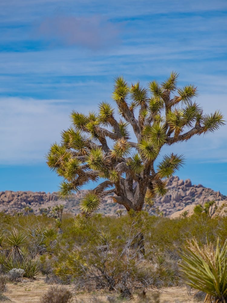Joshua Tree