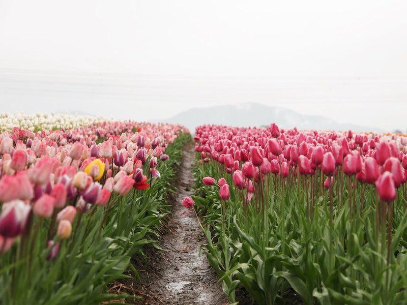 Path Through Tulip Field