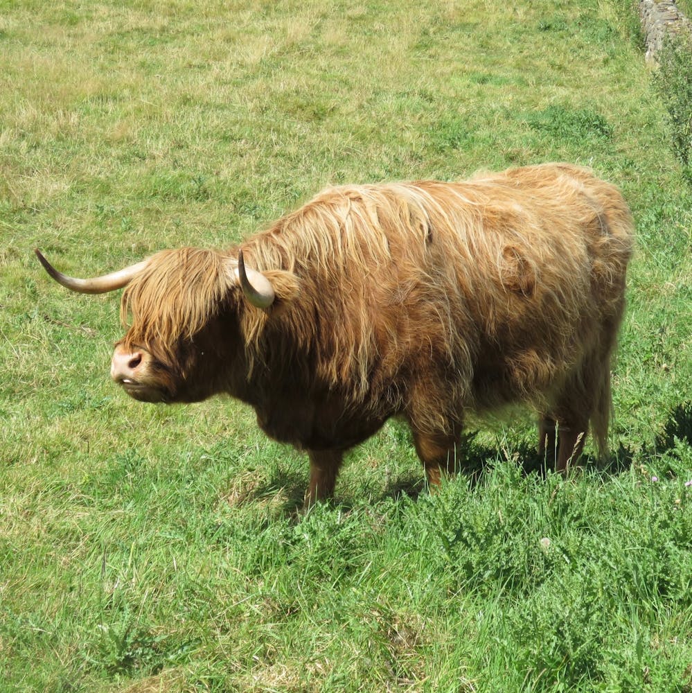 Schottisches Hochlandrind auf dem Feld