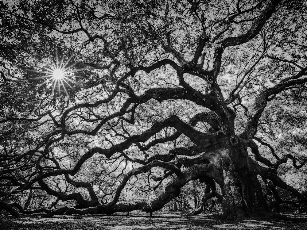 Angel Tree In Black And White