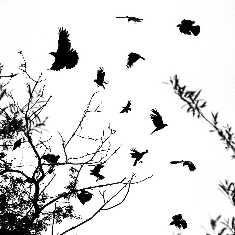 Black And White Crows