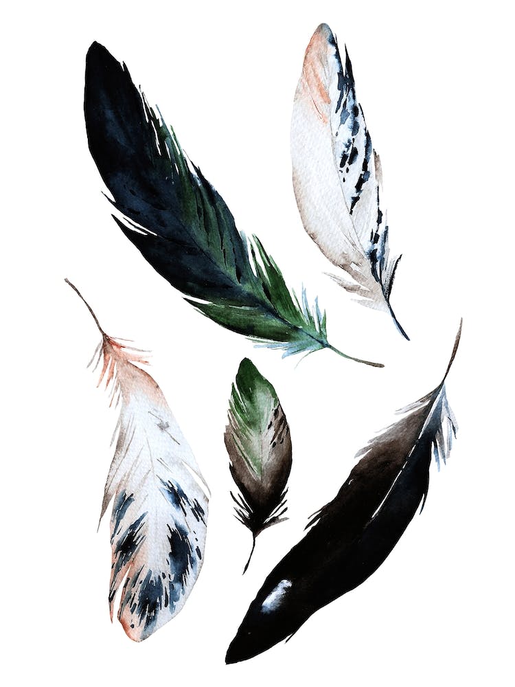 Plumes à l'Aquarelle