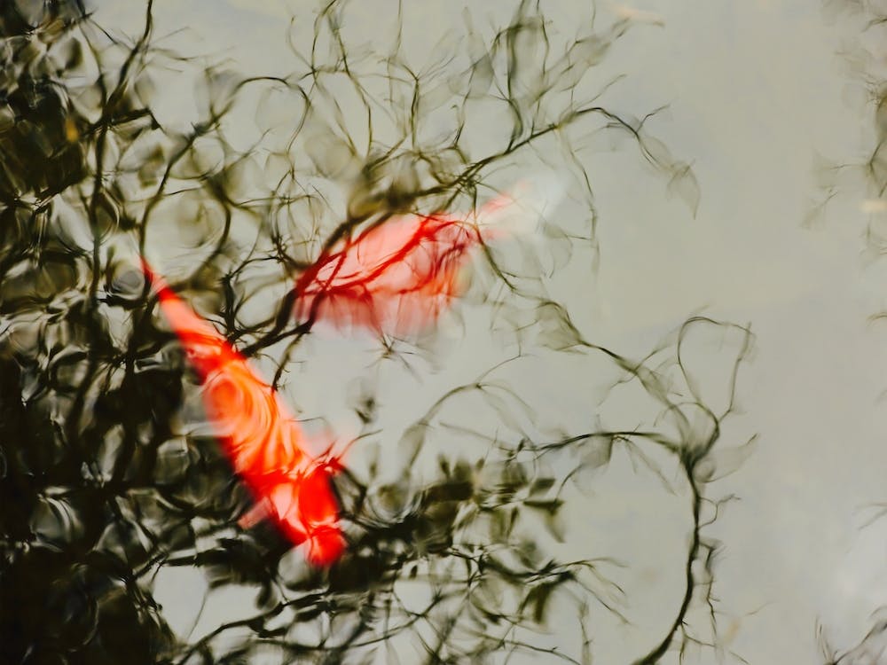 Colorful Koi Fishes Swimming