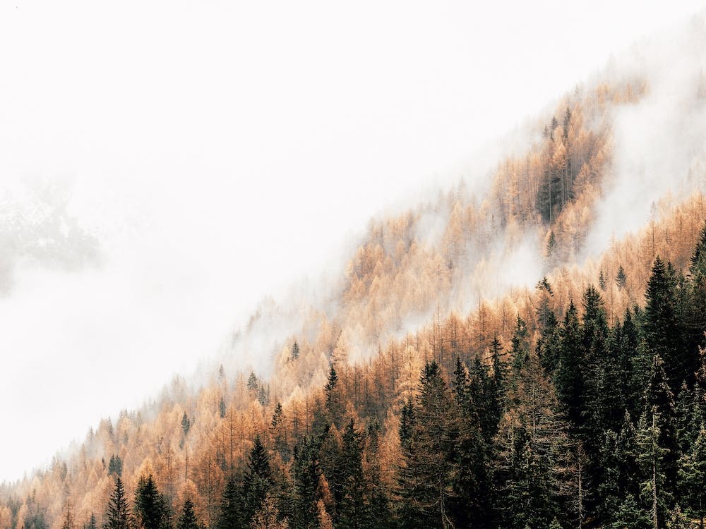 Foggy Forest Scenery