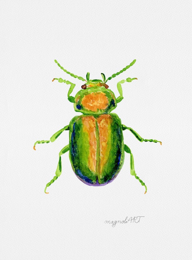 Chrysolina graminis or tansy beetle, watercolor artwork
