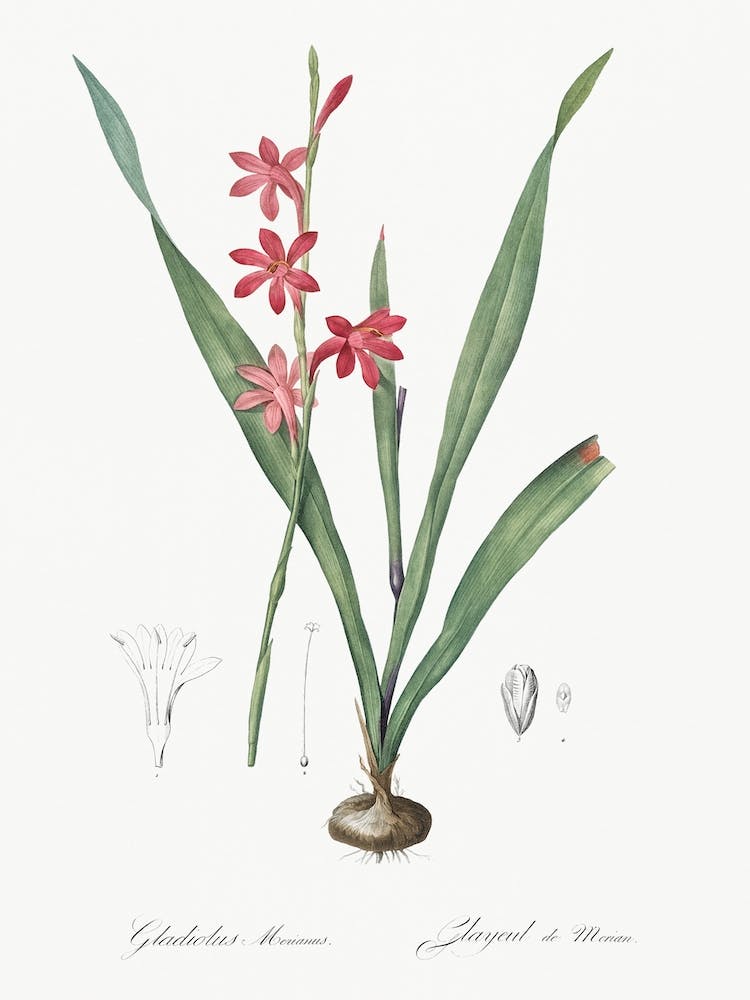 Watsonia Illustration From Les Liliacées, Pierre Joseph Redouté