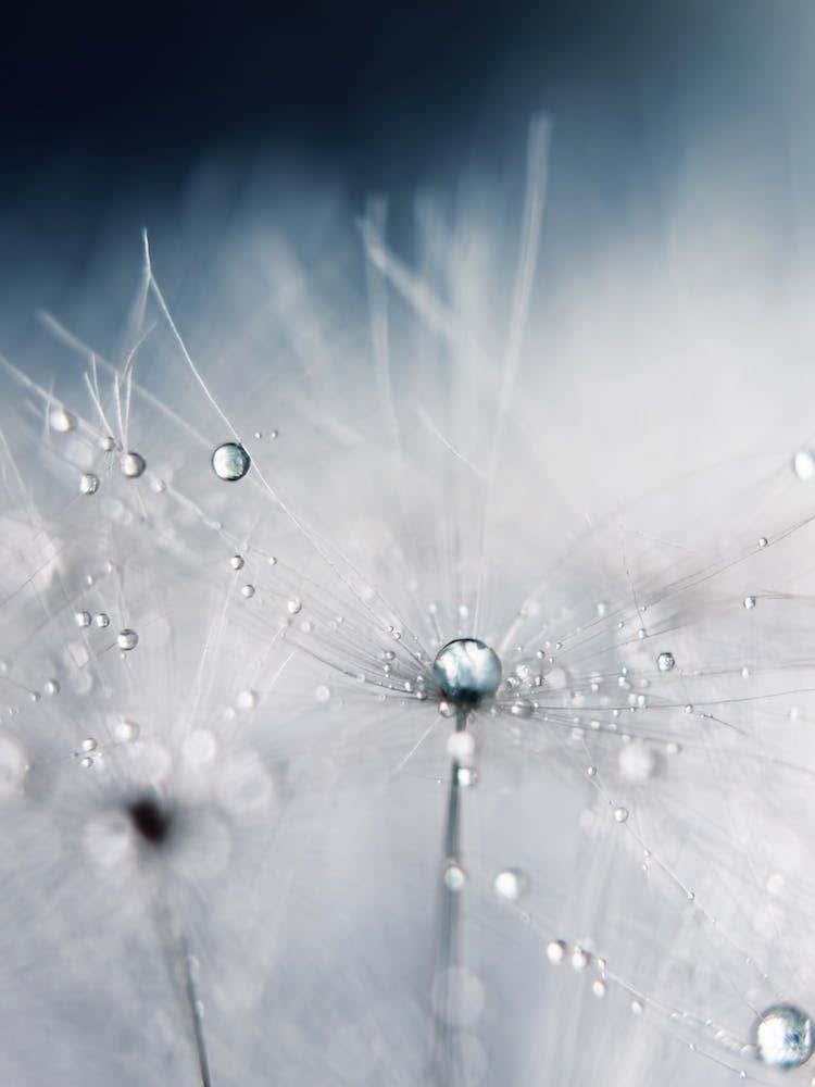 Dandelion - Evening Blue