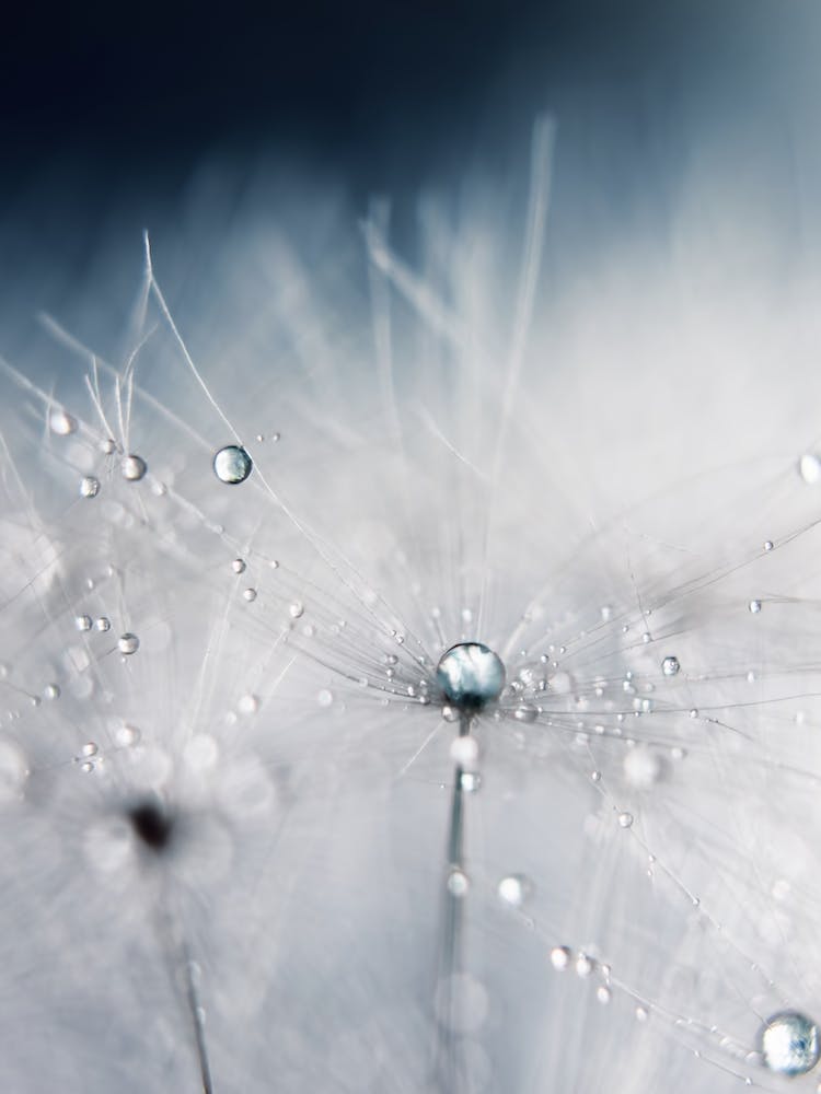 Dandelion - Evening Blue