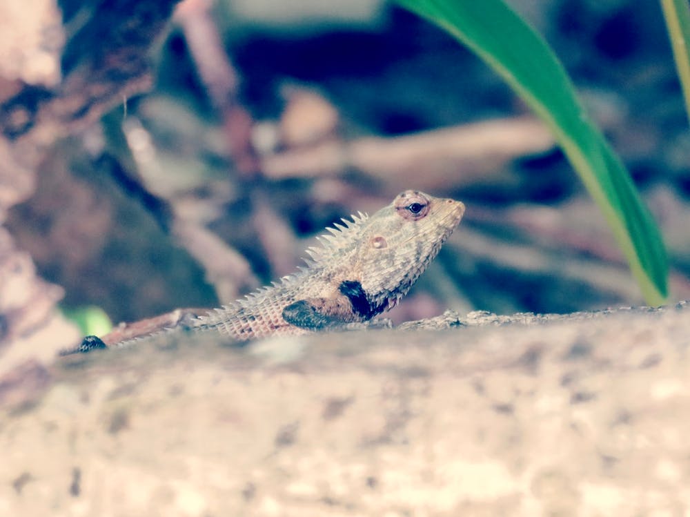 Small Lizard in the Forest Maldives 