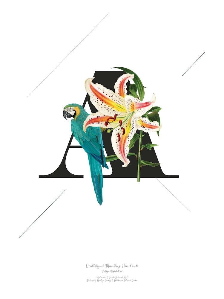 Botanical Alphabet A