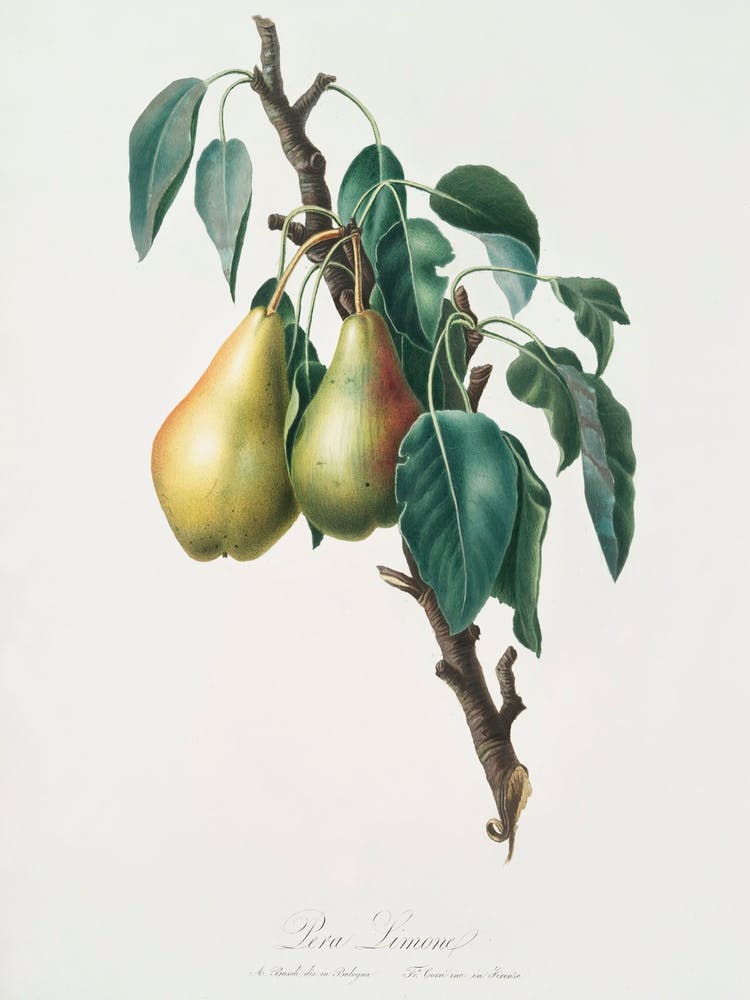 Lemon Pear (Pyrus Limonia) From Pomona Italiana (1817 1839), Giorgio Gallesio