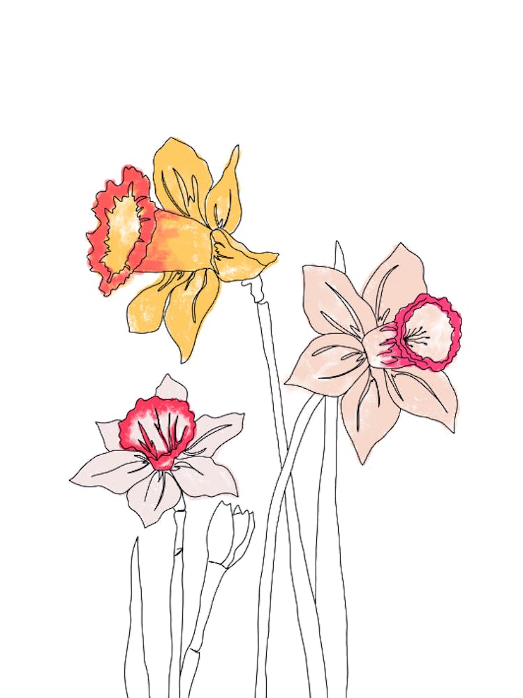 Daffodils