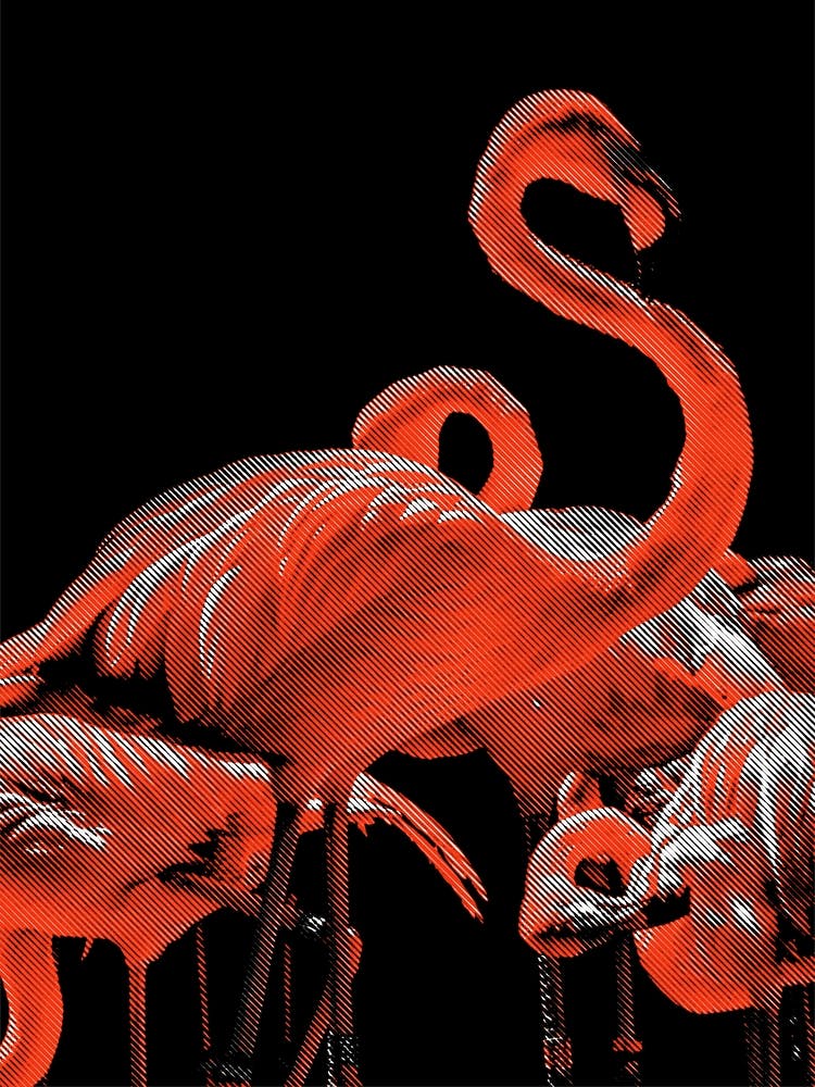 Flamingos