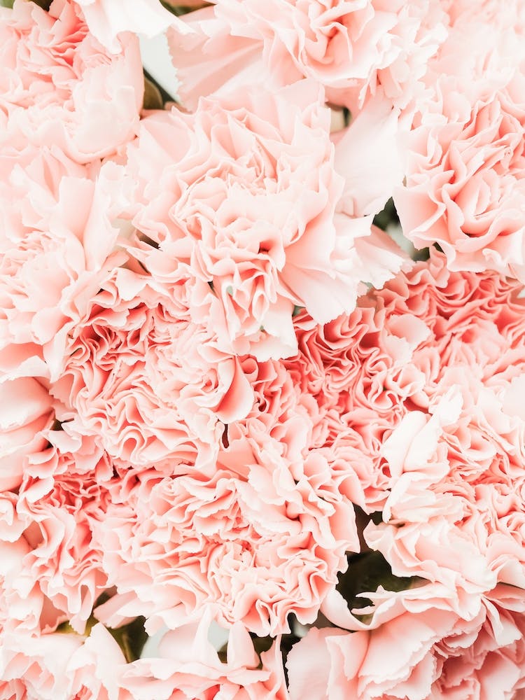Pink Carnation Flowers