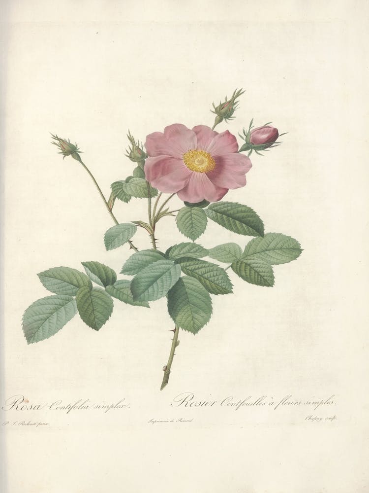 Rose Illustration, Pierre Joseph Redoute, Pierre Joseph Redoute(138)
