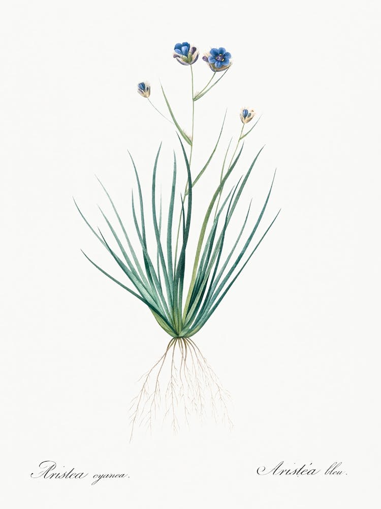 Blue Corn Lily Illustration From Les Liliacées (1805), Pierre Joseph Redoute