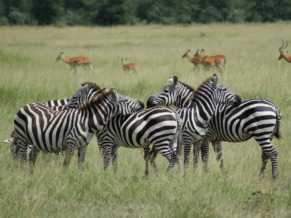 Zebras In The Grass 1