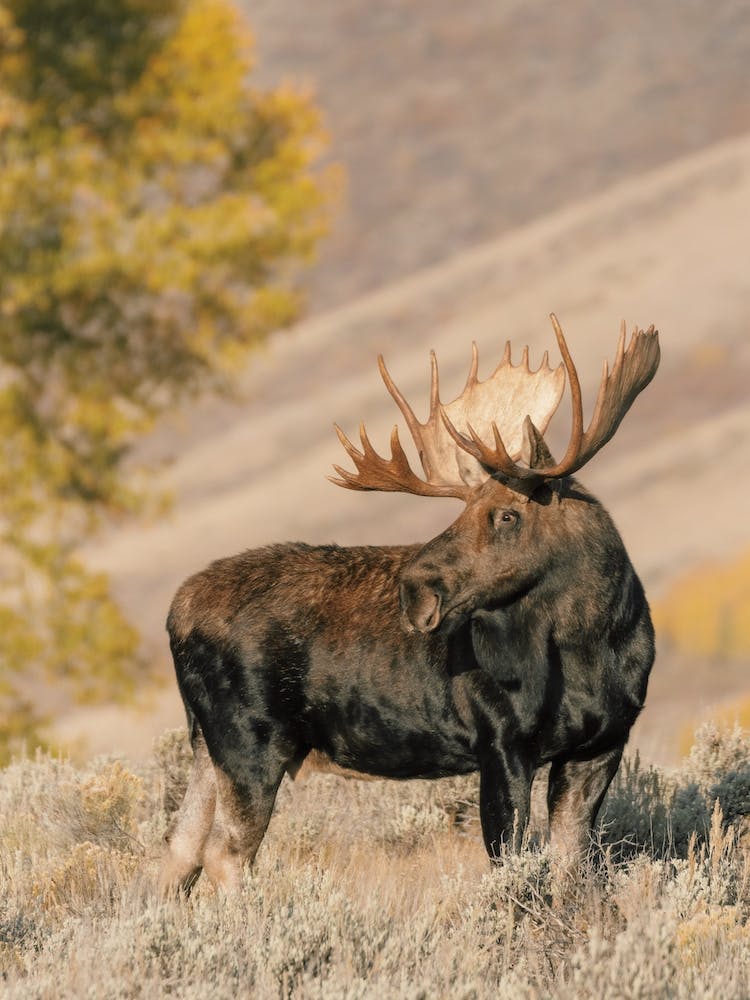 Autumn Moose Scenery